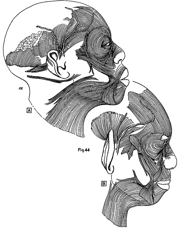 Racism, Chain of Being & Primates